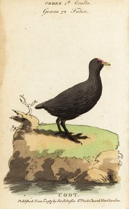 Łyska zwyczajna, Fulica atra