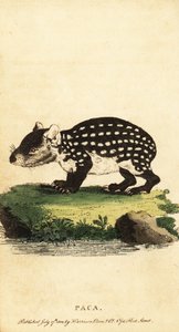 Paca nizinna lub paca cętkowana, Cuniculus paca., 1800 (grawerowanie)