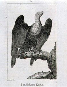 Pondicherry Eagle, z „Historii Ziemi i ożywionej przyrody” Olivera Goldsmitha, opublikowanej w Londynie
