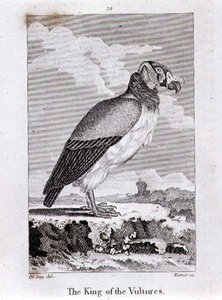 The King of The Vultures, z „History of the Earth and Animated Nature” Olivera Goldsmitha, opublikowanego w Londynie