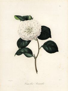 Odmiana Camellia japonica, Camellia bonardii lub Camellia bonnardii
