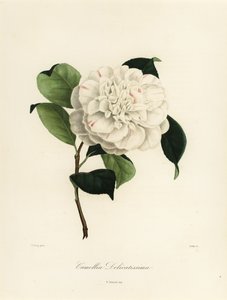 Odmiana Camellia japonica, Camellia delicatissima