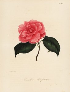 Odmiana Camellia japonica, Camellia monfortiana