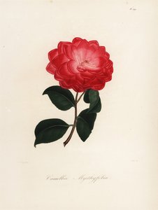 Odmiana Camellia japonica, Camellia myrthyfolia