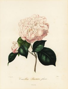 Odmiana Camellia japonica, Camellia punctata plena