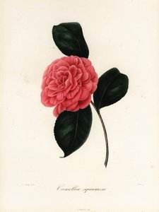 Odmiana Camellia japonica, Camellia squamosa lub Camellia squammosa