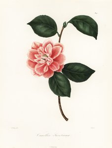 Kamelia o malowanych kwiatach Sweeta, odmiana Camellia japonica, Camellia sweetiana