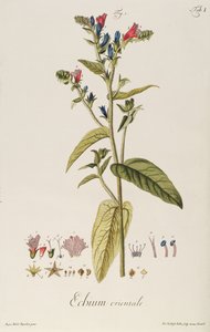 Echium: Orientale z „Ikon roślin”, ok. 1763 (ryc.) autorstwa Jakob Christoph Keller
