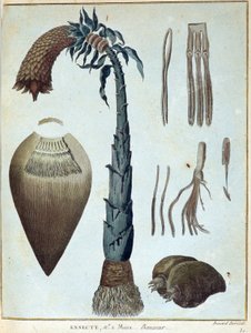 Banan - w „Podróży do Nubii i Abisynii podjętej w celu odkrycia źródeł Nilu w latach 1768-1772”, James Bruce, t. 1, Paryż autorstwa James Bruce