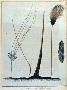 Papirus Cyperus, szczep Egiptu - w „Podróży do Nubii i Abisynii podjętej w celu odkrycia źródeł Nilu w latach 1768-1772”, James Bruce, t. 1, Paryż autorstwa James Bruce