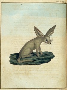 Fennec - w „Podróży do Nubii i Abisynii podjętej w celu odkrycia źródeł Nilu w latach 1768-1772”, James Bruce, t. 1, Paryż autorstwa James Bruce