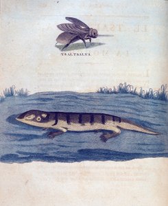Mucha i lezard - w „Podróży po Nubii i Abisynii podjętej w celu odkrycia źródeł Nilu w latach 1768-1772”, James Bruce, Paryż autorstwa James Bruce