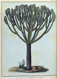 Kol-quall (Kol quall), euforbia (kaktus) - w „Podróży do Nubii i Abisynii podjętej w celu odkrycia źródeł Nilu w latach 1768-1772”, James Bruce, t. 1, Paryż autorstwa James Bruce