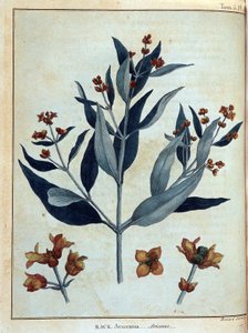 Rack, avicenne - w „Podróży po Nubii i Abisynii podjętej w celu odkrycia źródeł Nilu w latach 1768-1772”, James Bruce, t. 1, Paryż autorstwa James Bruce