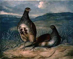 Kuropatwy, tablica 1 z British Feather Game, wyryta przez Charlesa Turnera (1773-1857), wydana przez R. Ackermanna, ok. 1810 (mezzotinta) autorstwa James (after) Barenger
