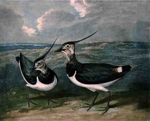 Siewki, tablica 9 z British Feather Game, ryt. Charles Turner (1773-1857), wyd. R. Ackermann, ok. 1810 (rycina mezzotinta) autorstwa James (after) Barenger