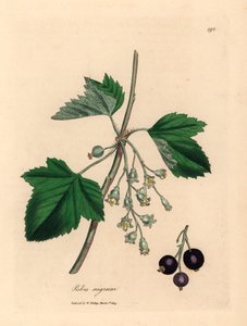 Czarna porzeczka, Ribes nigrum, z botanicznej ilustracji Jamesa Sowerby