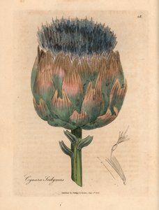 Karczoch o niebieskich i fioletowych kwiatach, Cynara scolymus, z botanicznej ilustracji autorstwa Jamesa Sowerby