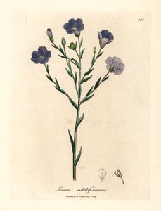 Len o niebieskich kwiatach, Linum usitatissimum, z botanicznej ilustracji Jamesa Sowerby
