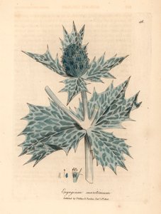 mikołajek morski lub mikołajek o niebieskich kwiatach, Eryngium maritinum, z botanicznej ilustracji autorstwa Jamesa Sowerby