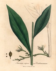 Kardamon, Elettaria cardamomum, z botanicznej ilustracji Jamesa Sowerby