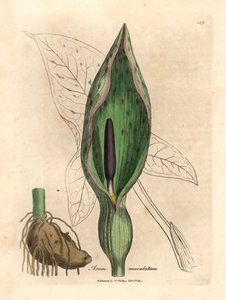 Arum pospolity, Arum maculatum, z botanicznej ilustracji Jamesa Sowerby