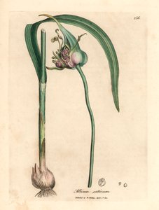 Czosnek pospolity, Allium sativum, z botanicznej ilustracji Jamesa Sowerby