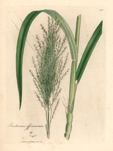 Trzcina cukrowa zwyczajna, Saccharum officinarum, z ilustracji botanicznej autorstwa Jamesa Sowerby