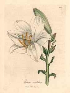 Lilia biała pospolita, Lilium candidum, z ilustracji botanicznej autorstwa Jamesa Sowerby