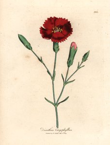 Karmazynowy goździk, goździkowy róż, Dianthus caryophyllus, z botanicznej ilustracji autorstwa Jamesa Sowerby
