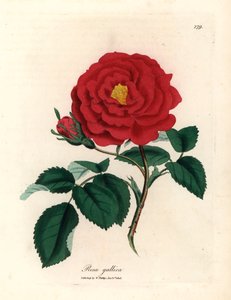 Karmazynowa róża lekarska, Rosa gallica, z ilustracji botanicznej autorstwa Jamesa Sowerby