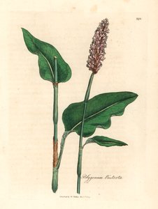 Większa bistorta, Polygonum bistorta, z botanicznej ilustracji Jamesa Sowerby