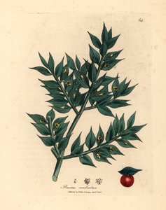 Ruscus aculeatus o zielonych kwiatach, z botanicznej ilustracji autorstwa Jamesa Sowerby