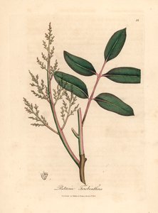 Liście i kwiaty drzewa chian lub terpentyny cypryjskiej, Pistacia terebinthus, z botanicznej ilustracji autorstwa Jamesa Sowerby