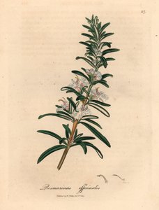 Jasnoniebieski rozmaryn o kwiatach, Rosmarinus officinalis, z botanicznej ilustracji autorstwa Jamesa Sowerby