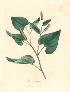 Pieprz długi, Piper longum, z botanicznej ilustracji Jamesa Sowerby
