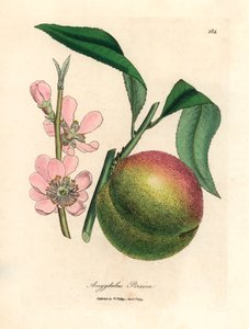 Drzewo brzoskwiniowe z dojrzałymi owocami i różowym kwiatem, Amygdalus persica, z botanicznej ilustracji Jamesa Sowerby
