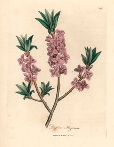Mezereon o różowych kwiatach, Daphne mezereum, z botanicznej ilustracji Jamesa Sowerby
