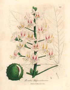 Różowy kwiat i owoc kasztanowca, Aesculus hippocastanum, z botanicznej ilustracji autorstwa Jamesa Sowerby
