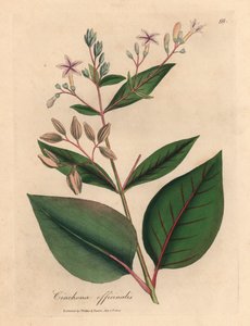 Kora peruwiańska o różowych kwiatach, Cinchona officinalis, z botanicznej ilustracji autorstwa Jamesa Sowerby