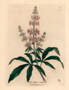 Różowokwiatowe drzewo czyste, Vitex agnus castus, z botanicznej ilustracji Jamesa Sowerby