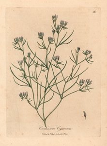 Kmin o różowych kwiatach, Cuminum cyminum, z botanicznej ilustracji Jamesa Sowerby