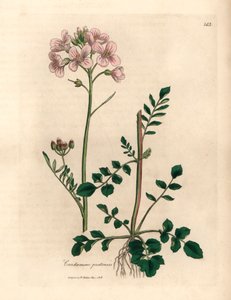 Damski kitel w różowe kwiaty lub cuckow-flower, Cardamine pratensis, z botanicznej ilustracji autorstwa Jamesa Sowerby