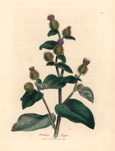 Łopian o purpurowych kwiatach, Arctium lappa, z botanicznej ilustracji Jamesa Sowerby