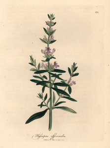 Hyzop o fioletowych kwiatach, Hyssopus officinalis, z botanicznej ilustracji autorstwa Jamesa Sowerby