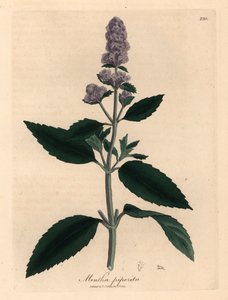 Mięta pieprzowa o fioletowych kwiatach, Mentha piperita, z botanicznej ilustracji autorstwa Jamesa Sowerby