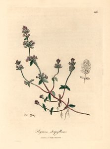 Tymianek dziki purpurowokwiatowy, Thymus serpyllum, z botanicznej ilustracji autorstwa Jamesa Sowerby