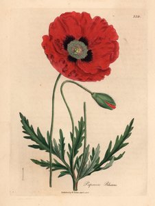 Mak czerwony lub kukurydziany, Papaver rhoeas, z ilustracji botanicznej autorstwa Jamesa Sowerby