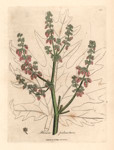 Kwiaty i łodyga rubbaru, zarys liścia, Rheum palmatum, z botanicznej ilustracji autorstwa Jamesa Sowerby