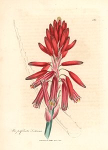 Socotorine Aloe, Aloe perfoliata socotorina, z botanicznej ilustracji Jamesa Sowerby